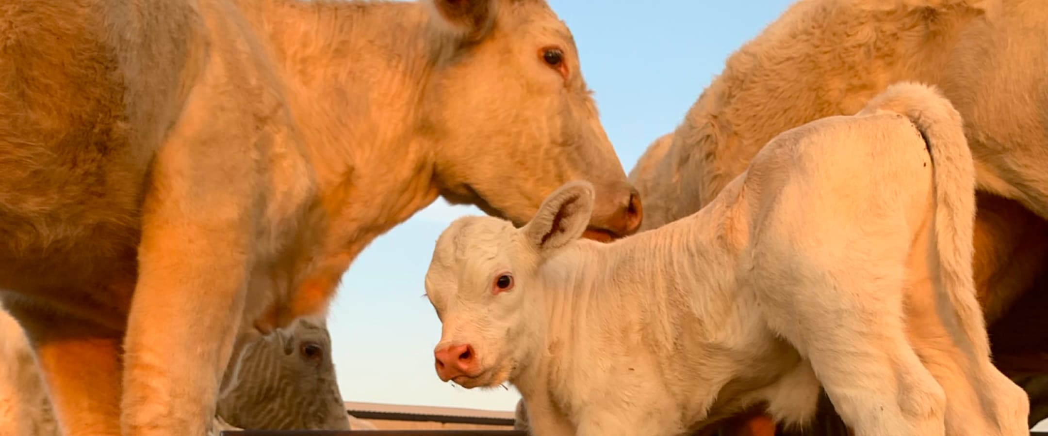 bg nosotros slider1 consede